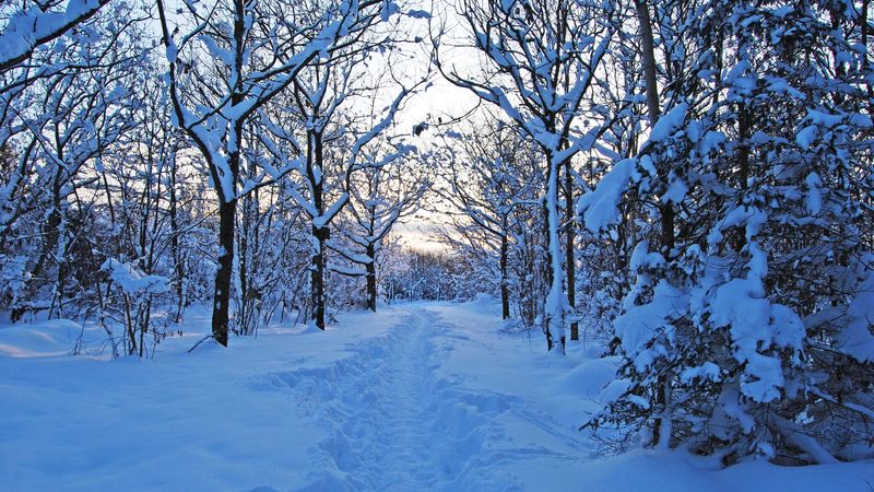 track, winter, snow, trees, wood, young growth, bushes, twilight, silence, 4k