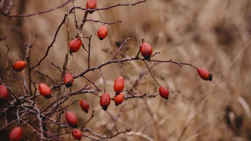 rosehip, bush, prickly, 4k