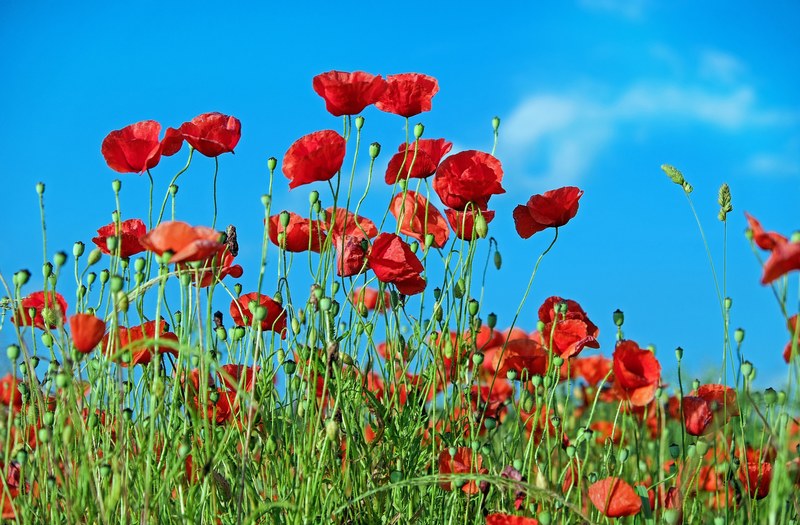 poppy flower klatschmohn blossom bloom red 4k