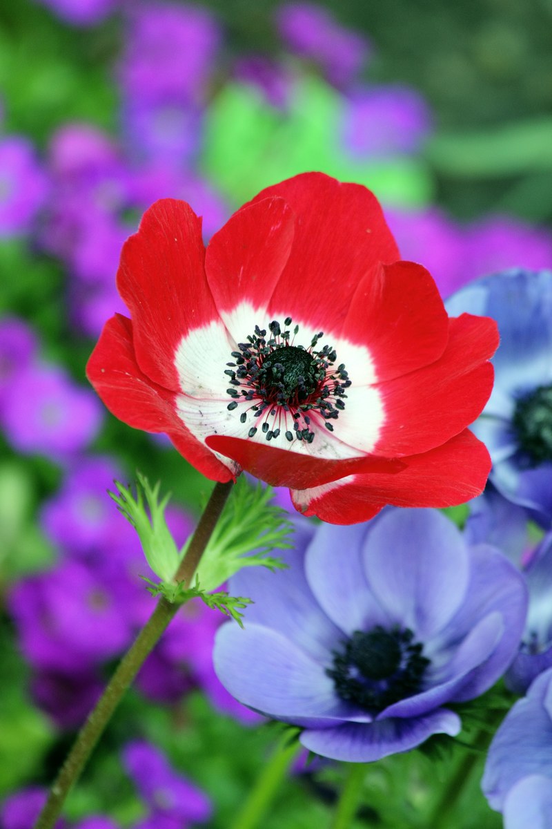 poppy red nature field spring summer flower 4k