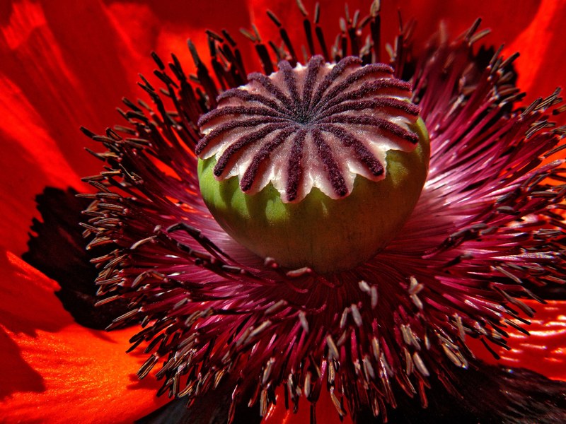 poppy flower red macro blossom bloom red poppy 4k