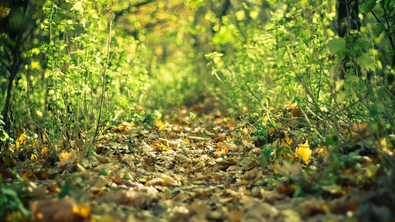 track, leaves, autumn, grass, 4k