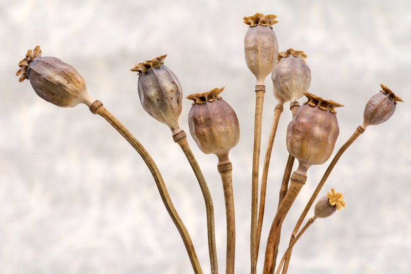 poppy poppy capsules dry 4k