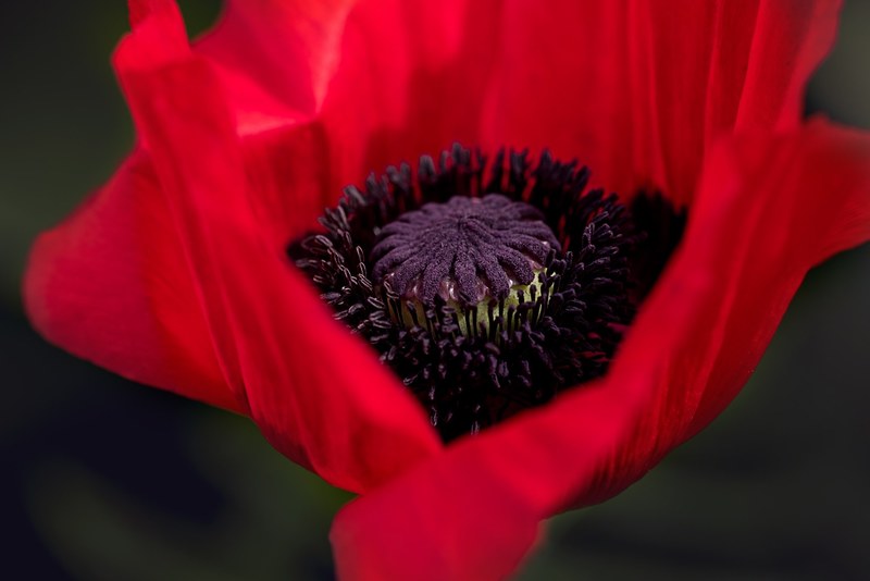 poppy red poppy flower blossom bloom red nature 4k