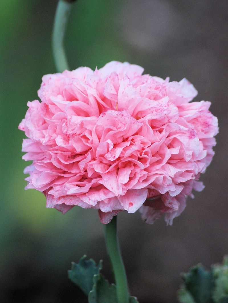 poppy flower blooms cultivated plant pink 4k