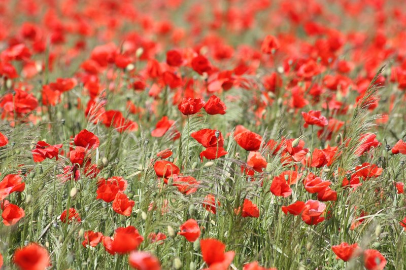 poppy red poppy blossom bloom nature field 4k