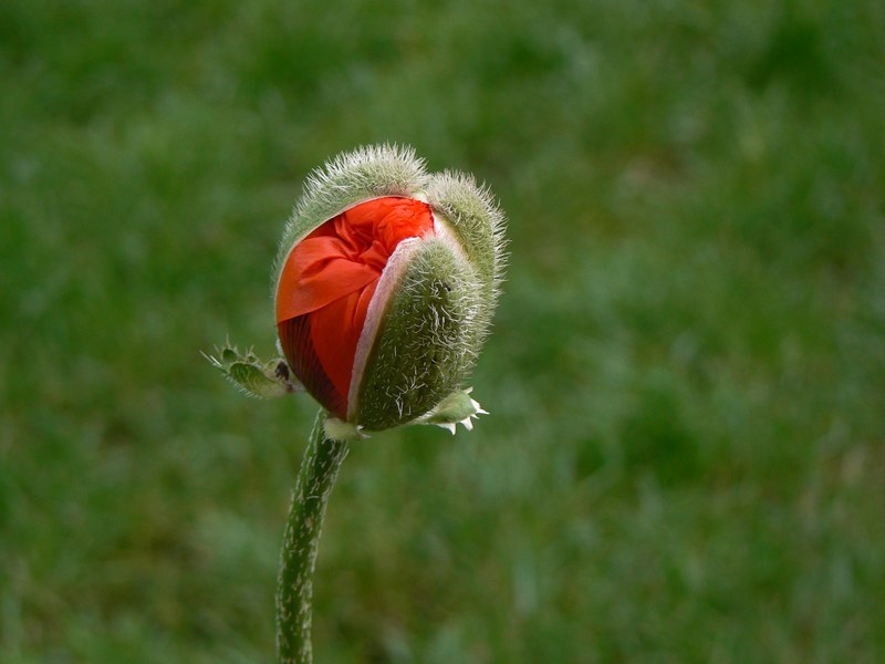poppy macro red poppy flower flowers 4k