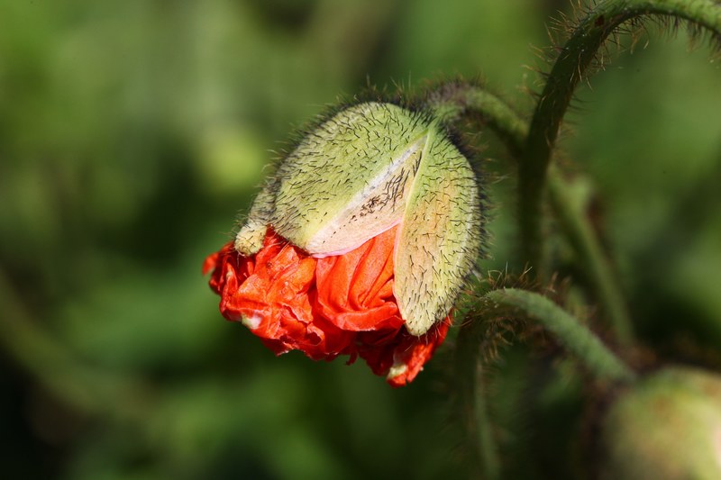 poppy bud orange iceland poppy blossom bloom 4k