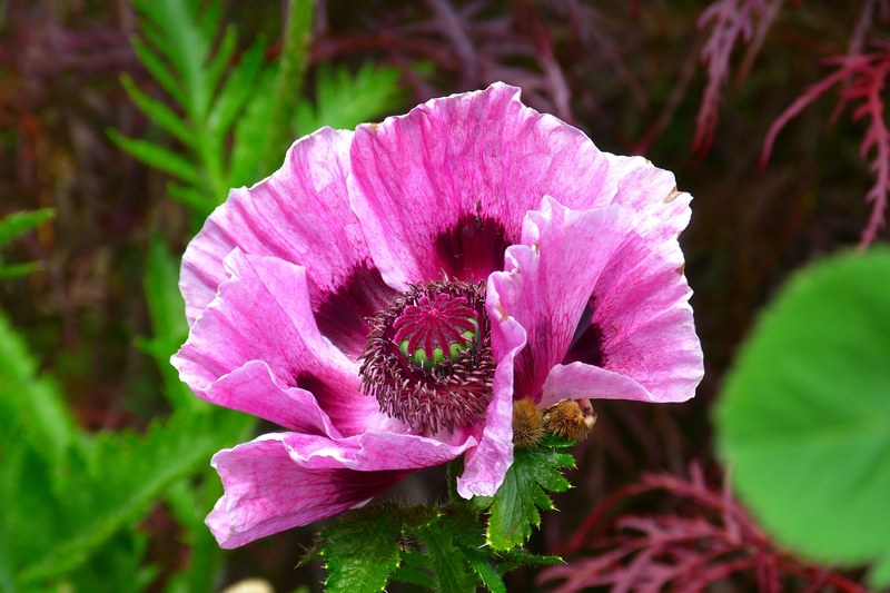 poppy pink poppy wildflowers blossom bloom flower 4k