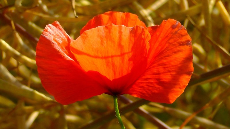 poppy flower red wild flowers summer meadow 4k