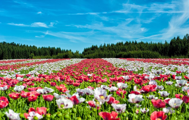 poppy field of poppies flower flowers field 4k