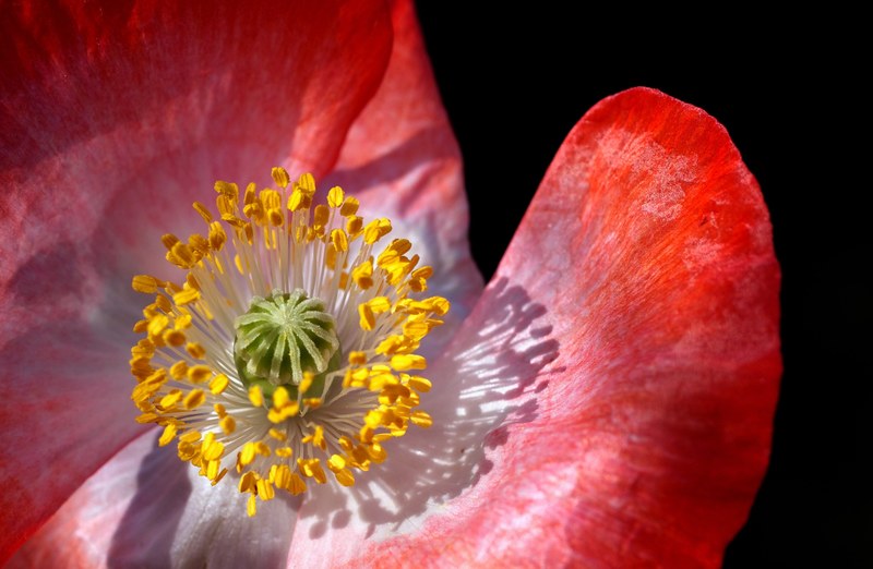 poppy poppy flower macro close pollen stamp 4k