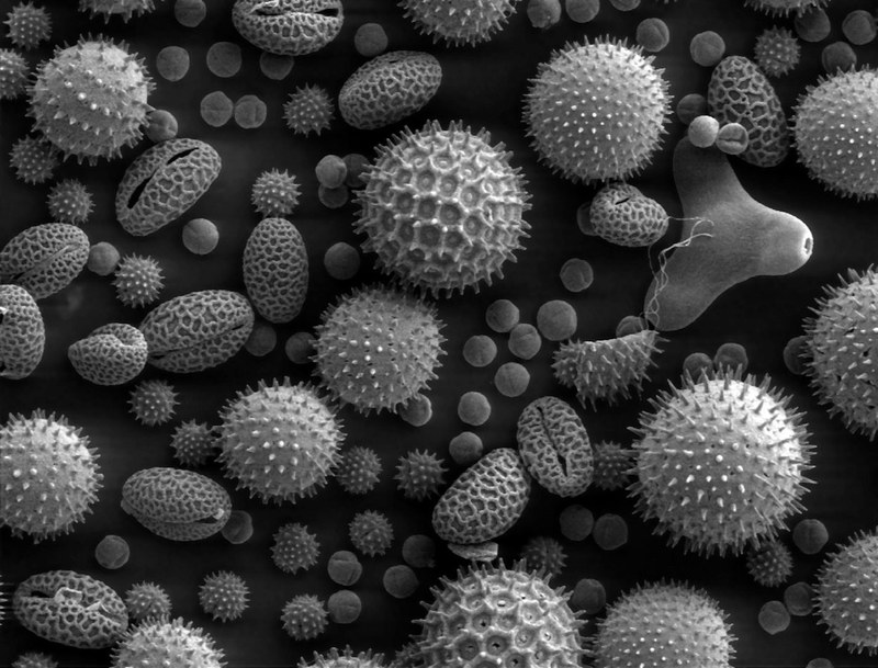 pollen microscope electron microscope scan plants 4k