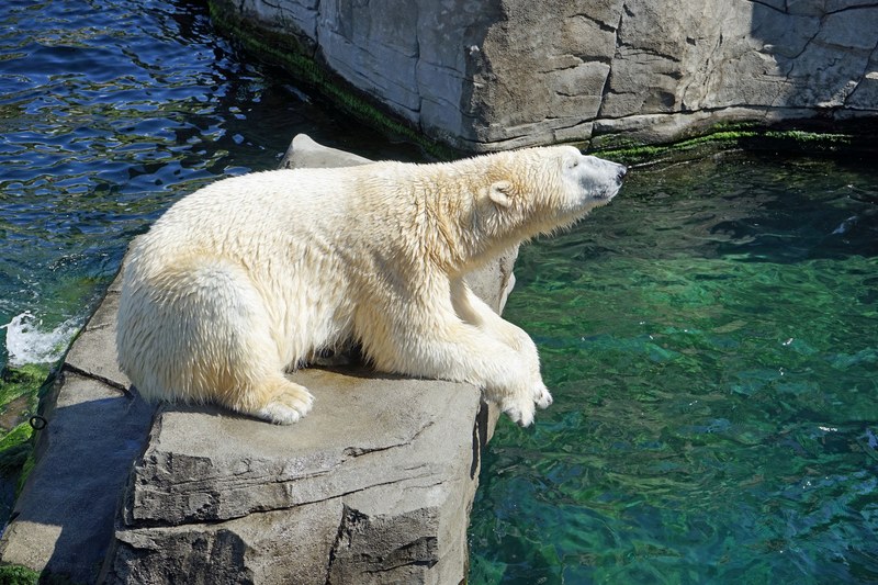 polar bear water concerns bear fur white 4k