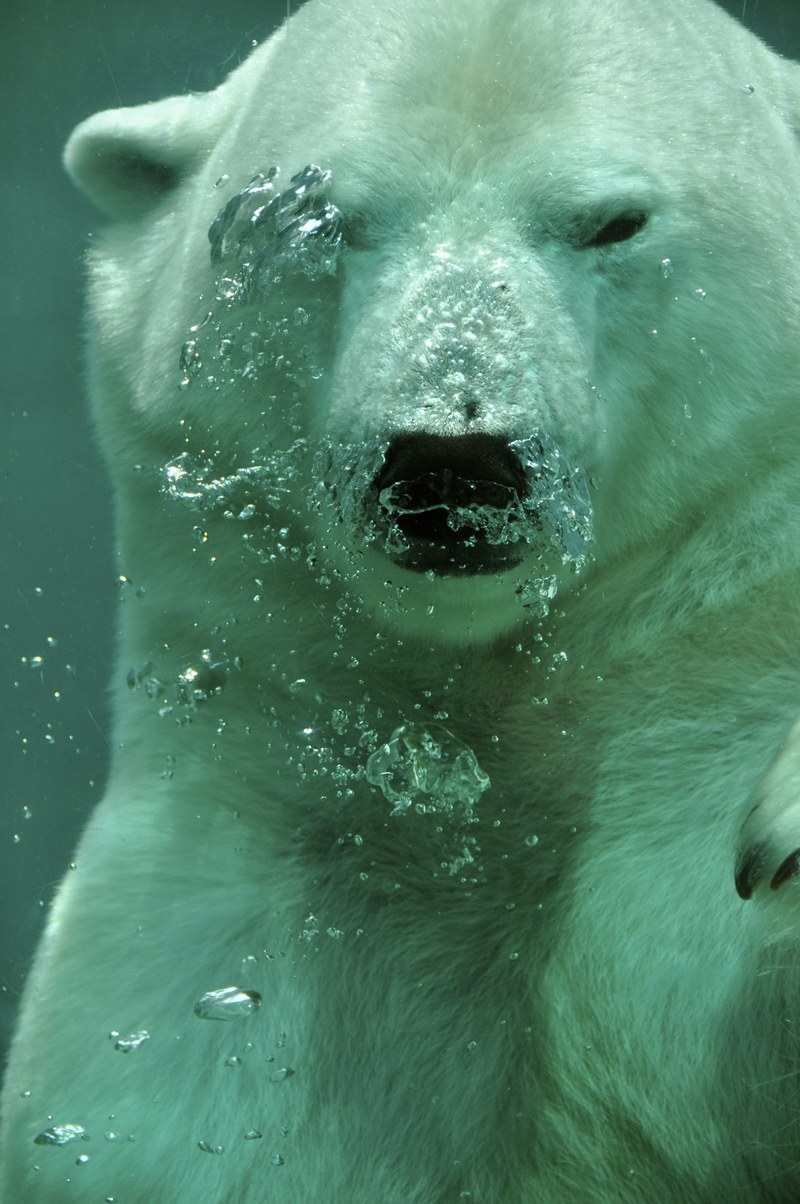 polar bear bear arctic animal mammal submerged 4k
