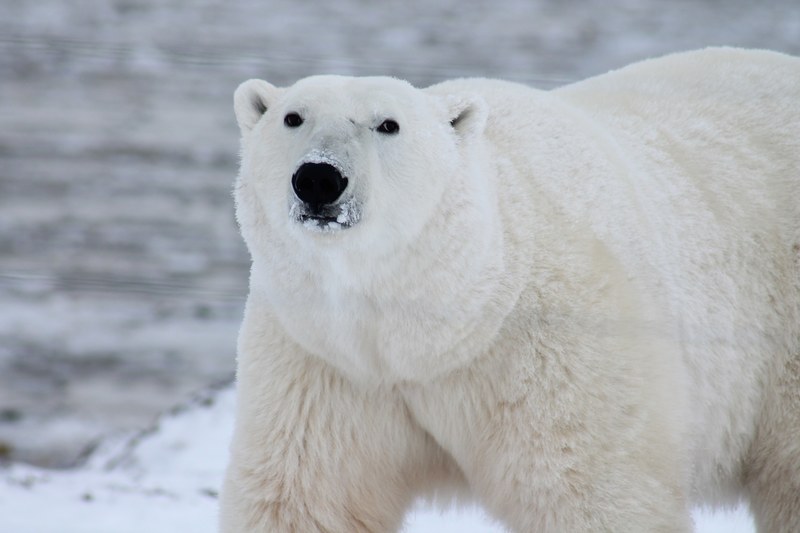 polar bear arctic wildlife snow wild carnivore 4k