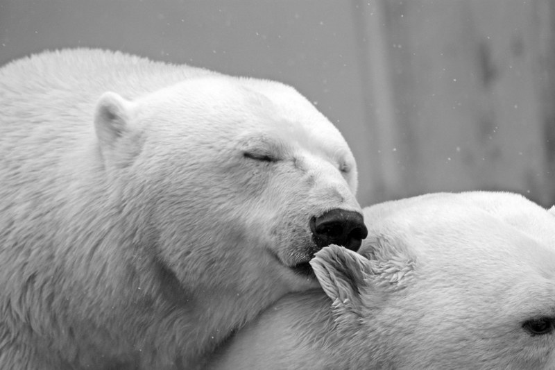 polar bear bear teddy sleep lazy rest animal 4k