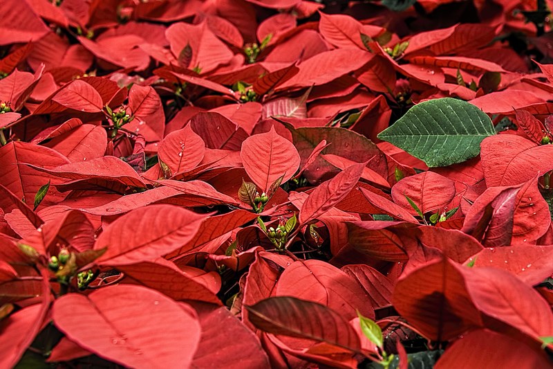 poinsettia christmas flower christmas star 4k
