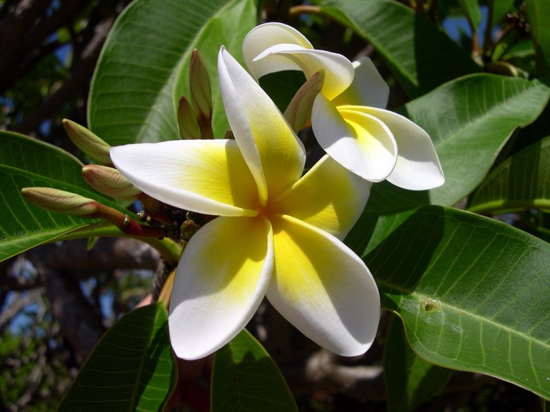 plumeria flower frangipani plant white yellow 4k