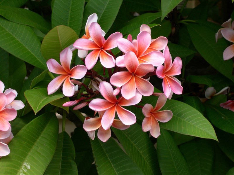plumeria flower frangipani plant white red 4k
