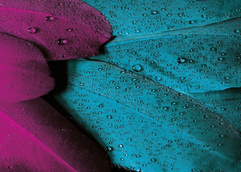 plumage feather bird pink violet turquoise 4k