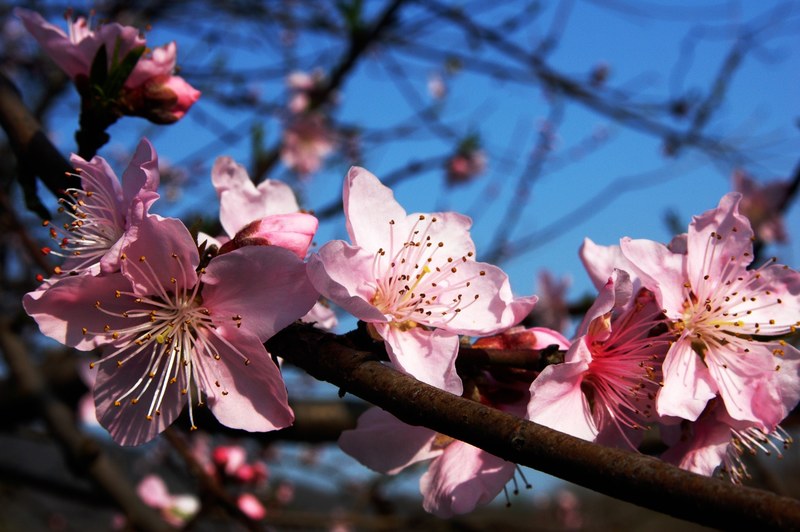 plum blossom pink branches blue sky pistil sweet 4k
