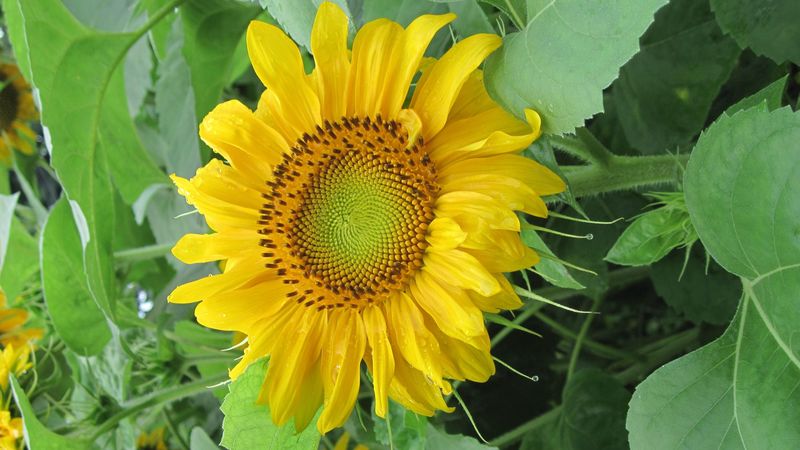 sunflowers, herbs, summer, mood, 4k