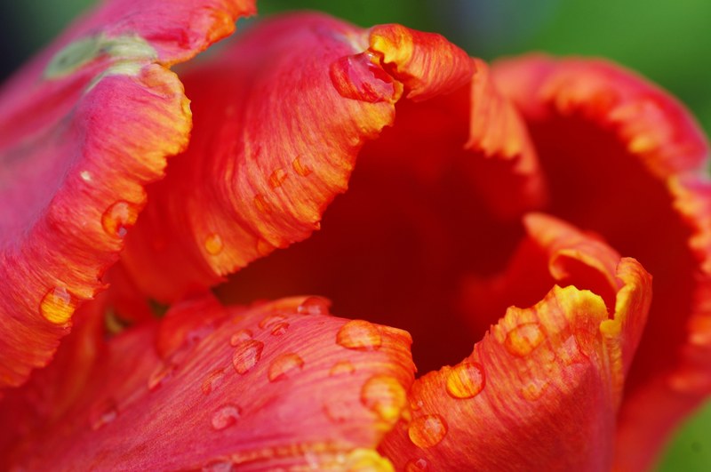 plant blossom bloom macro nature flower tulip 4k
