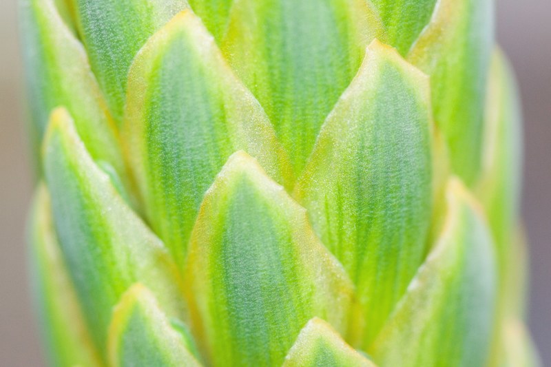plant tender fine leaflets green greenish yellow 4k
