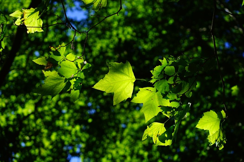 plane leaves tree green bright platanen leaves 4k