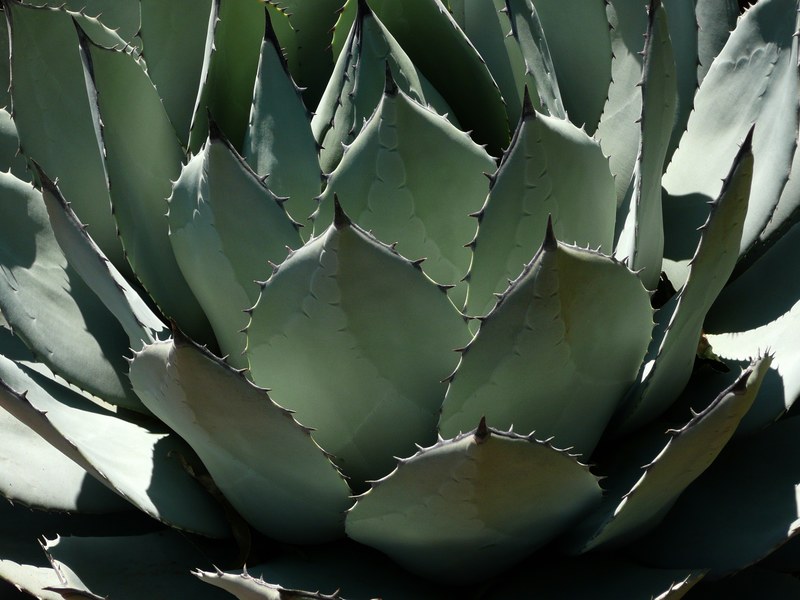 pita century plant agave cactus plant green 4k
