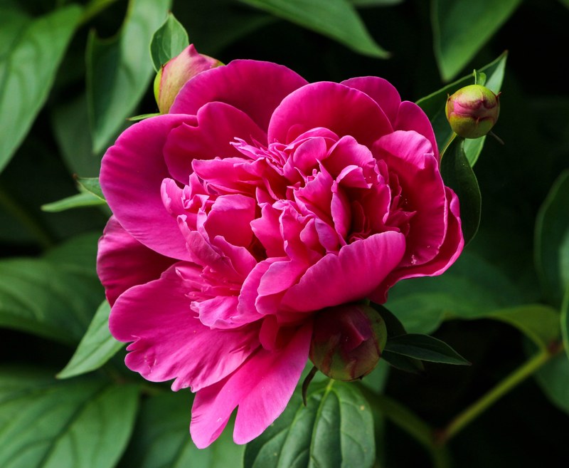 pink peony blossom fuchsia paeonia paeoniaceae 4k