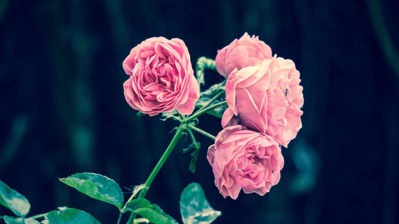pink roses spanish garden pink garden roses 4k
