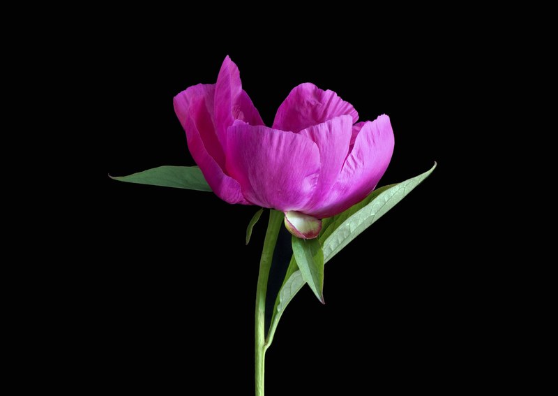 pink peony flower peony pink floral natural color 4k