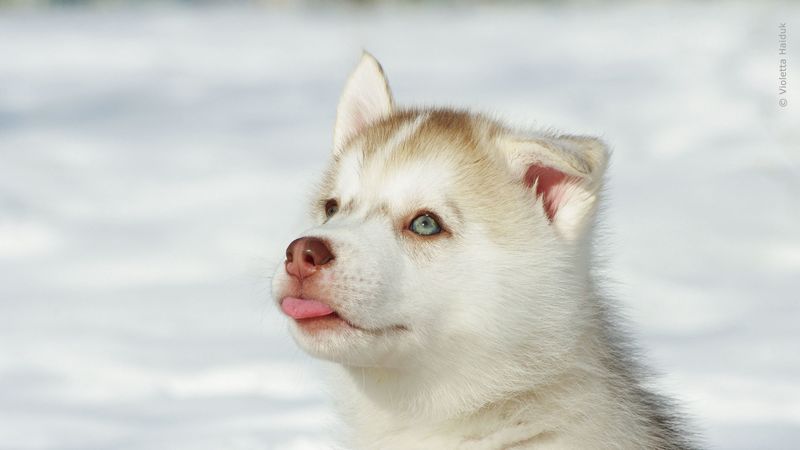 husky, puppy, snout, bright, 4k