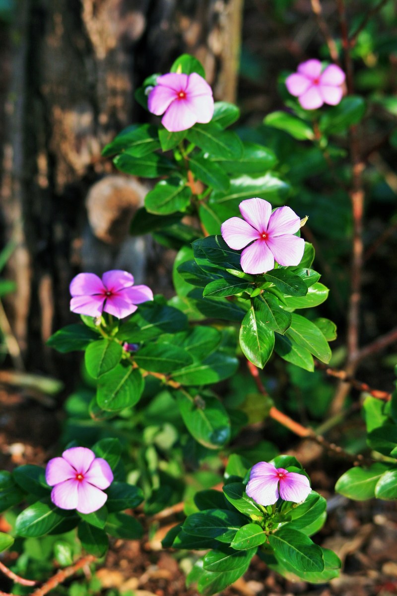 pink periwinkle flower pink periwinkle plant 4k