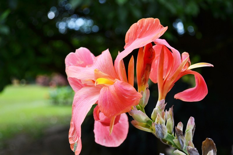 pink flower flowers pink flower nature garden 4k