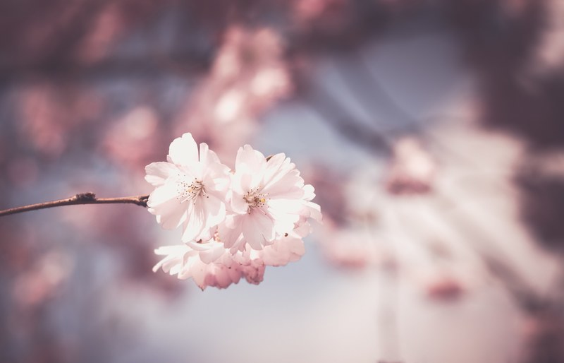 pink flower tree bloom spring floral white 4k