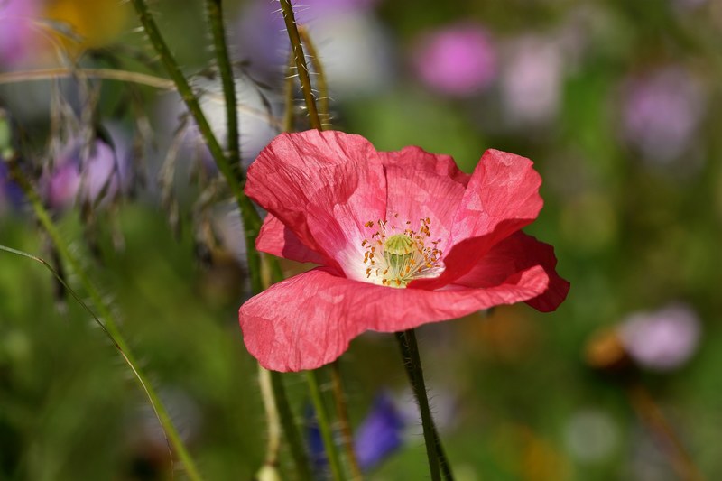 pink poppy blossom bloom flower klatschmohn 4k