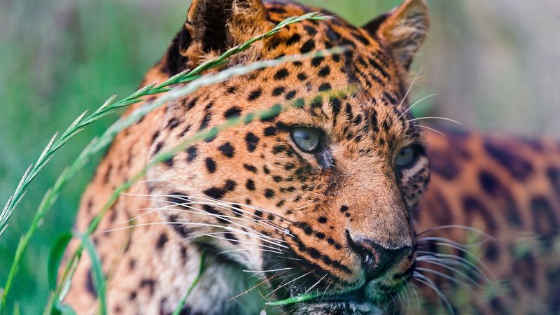 leopard, spotted, grass, lie down, big cat, 4k