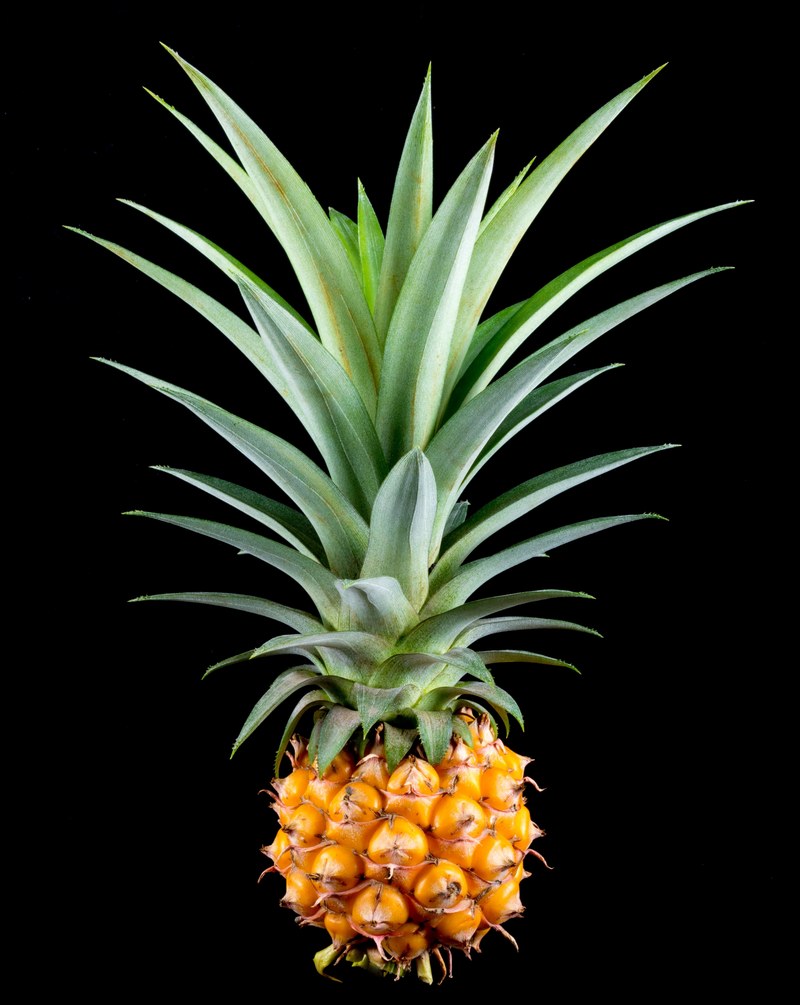 pineapple small pineapple fruit tropical delicious 4k