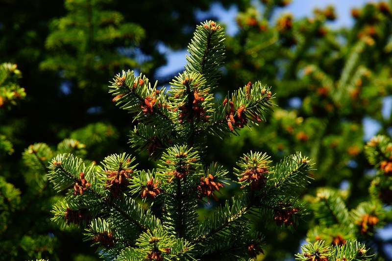 pine needles tap periwinkle branch conifer plant 4k