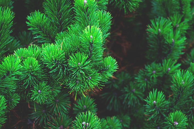 pine plant tree branch needles conifer 4k