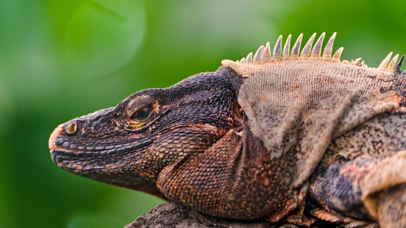 iguana, lizard, face, color, reptile, 4k