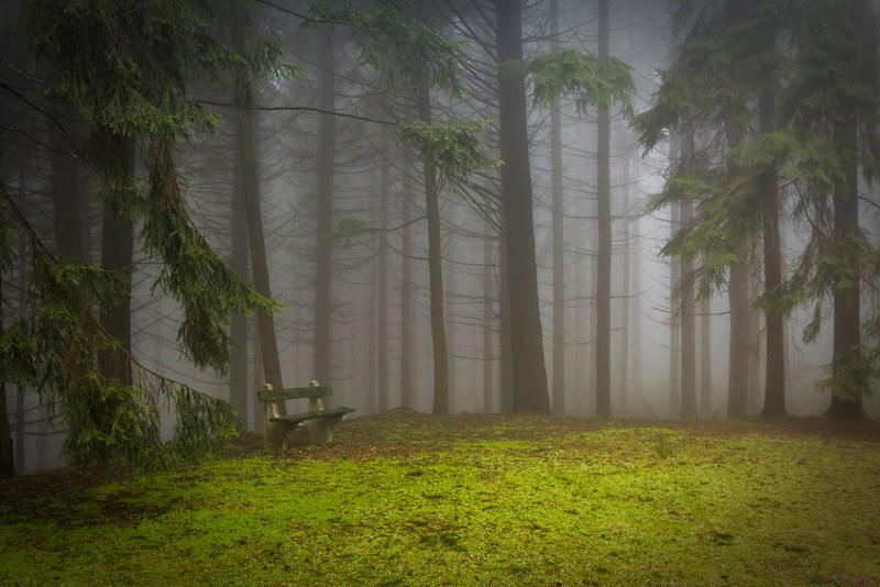 pine forest pad glade misty mystic pine wood 4k