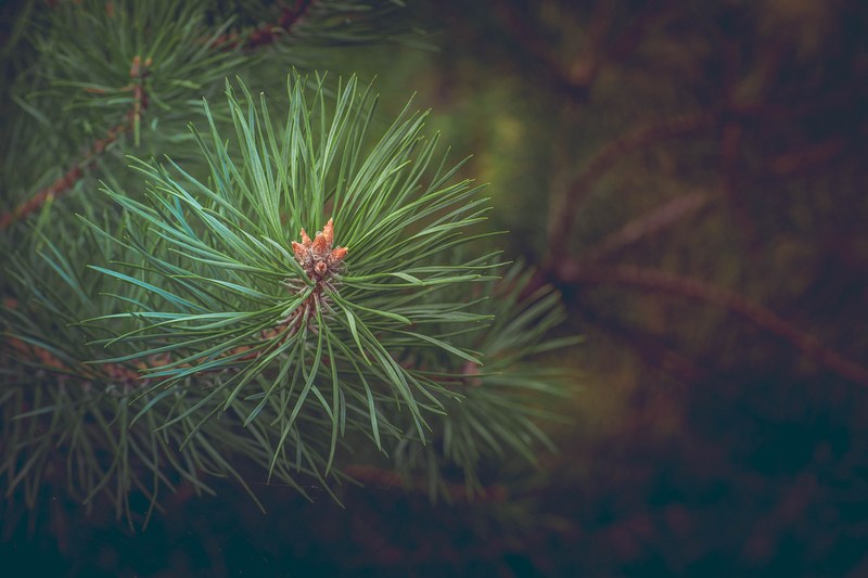 pine forest branch conifer needles tree 4k
