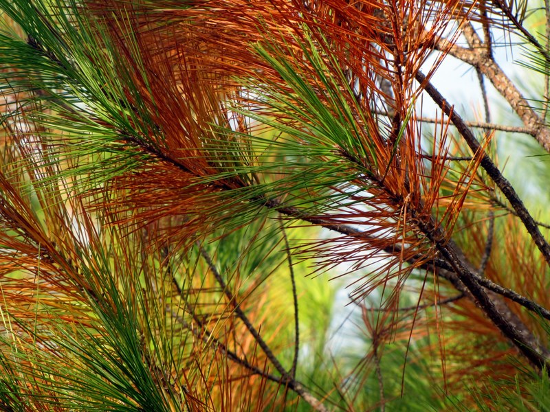 pine tree pine needles nature pine branch fall 4k