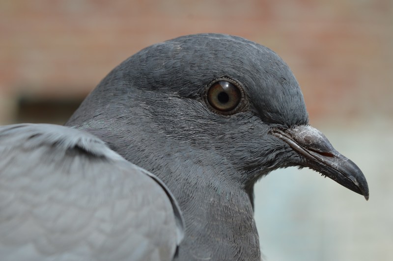 pigeon birds wings feather wild pigeon 4k