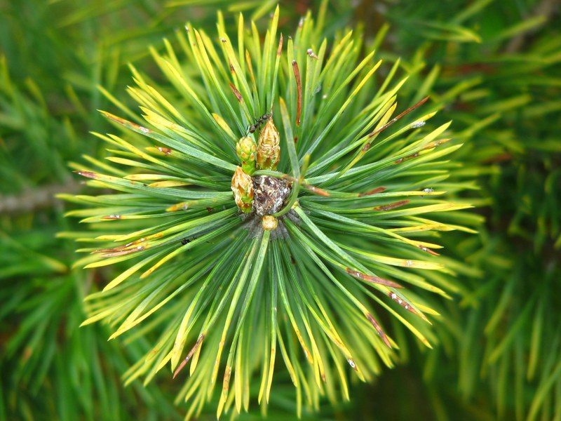 pine needles forest green pointed tree conifer 4k