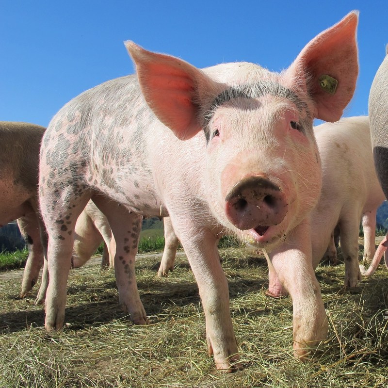 pig alp rona furna sow happy pig animals nature 4k